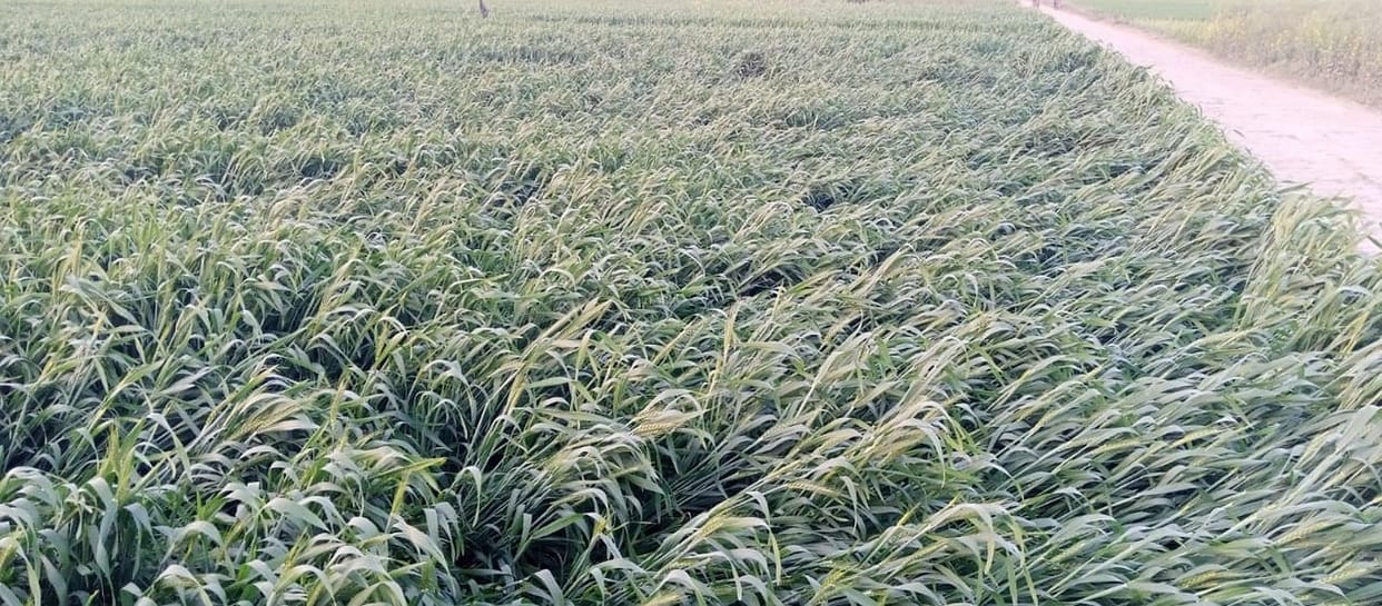 Winter returned from Pachhua, damage to many crops