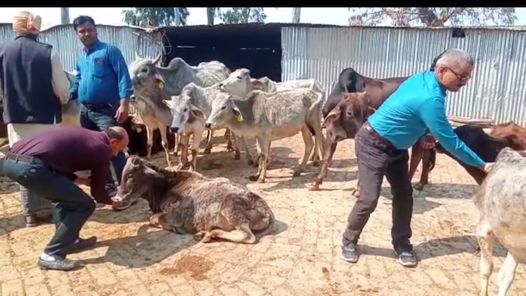 Jaggery and gram fed to animals on Valentine's Day