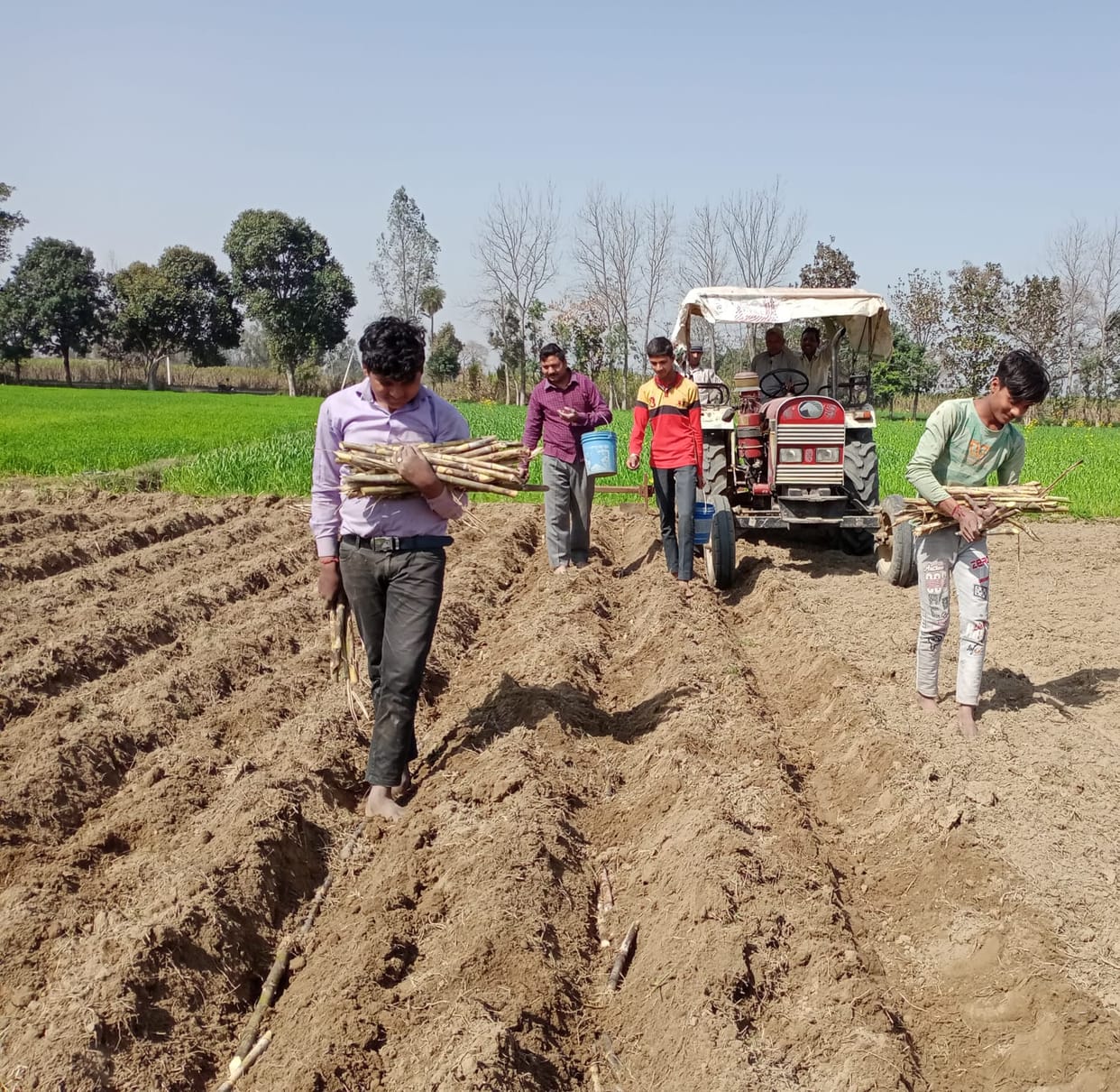 Spring sugarcane sowing begins