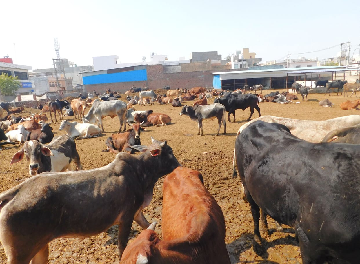 Cattle continue to grow in Nandishala, number of employees decreased