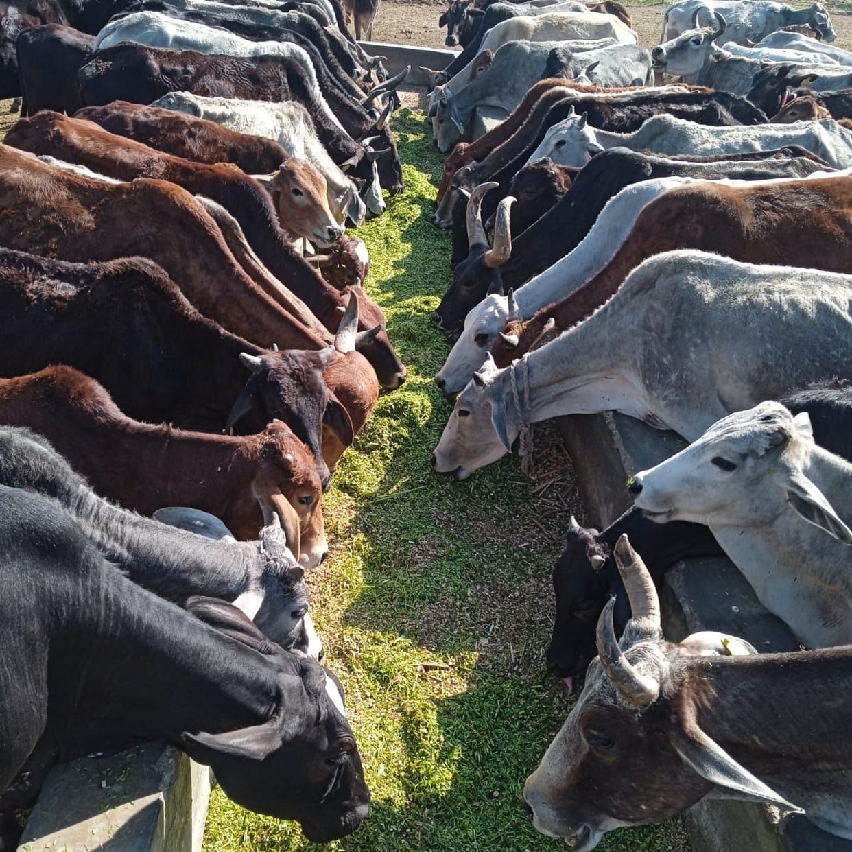 80 quintal fodder being given daily to 738 cattle in Shri Nandu Gaushala