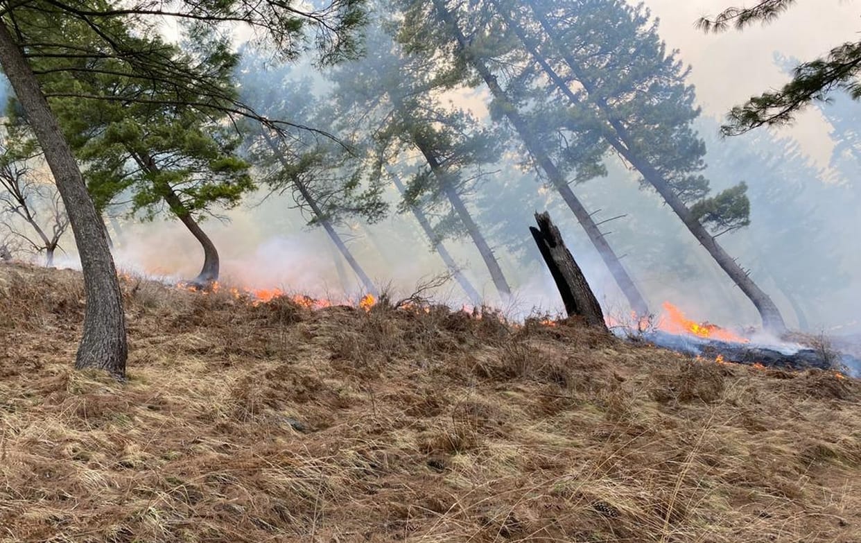 Fire in bizali Mahadev's forest in kullu