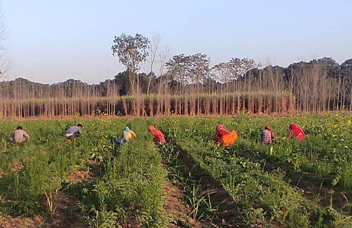 Farmers preparing sugarcane with new seed, new method and co-cropping