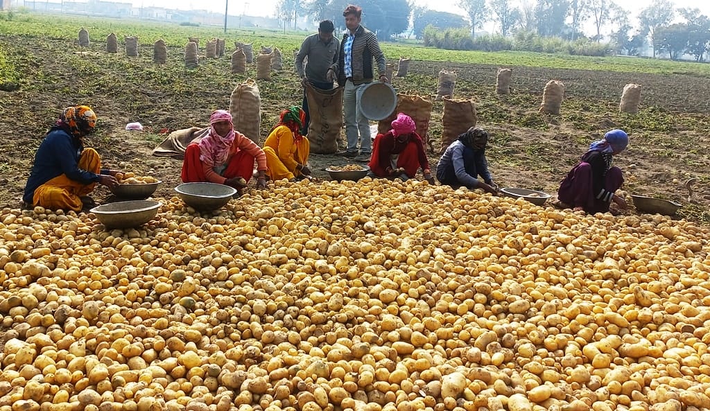 Farmers disappointed due to fall in potato prices