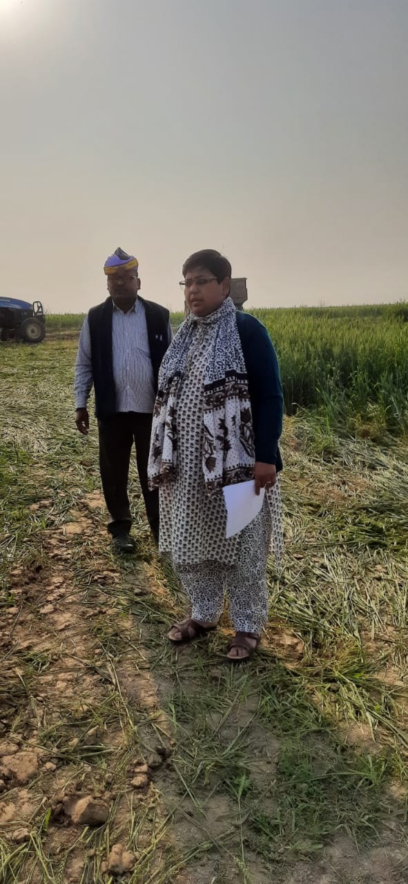 Wheat standing crop seed soil mining