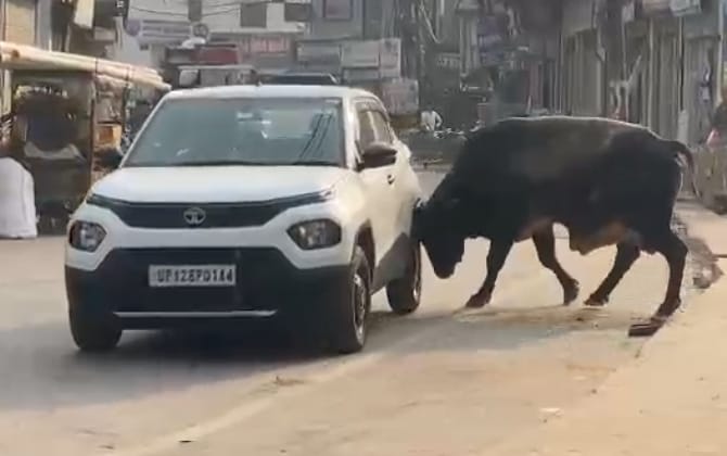 Panic of mad bull, car and bike riders ran