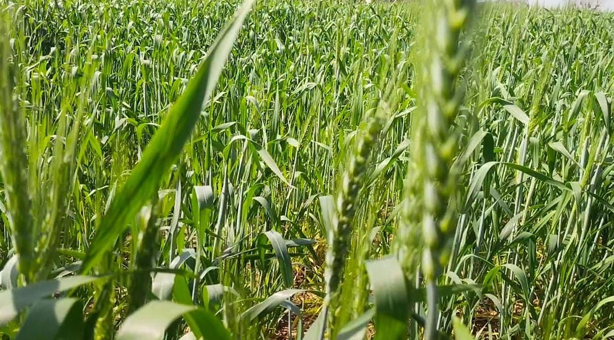 Farmers aware of black spot disease in wheat