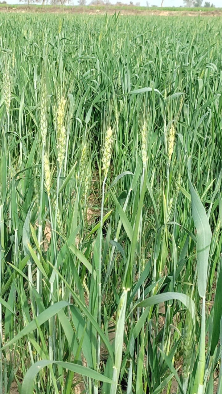 Temperature rises in February, alarm bells ring for wheat growers