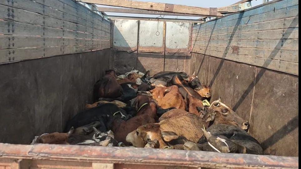 30 bovine animals recovered, smuggler arrested
