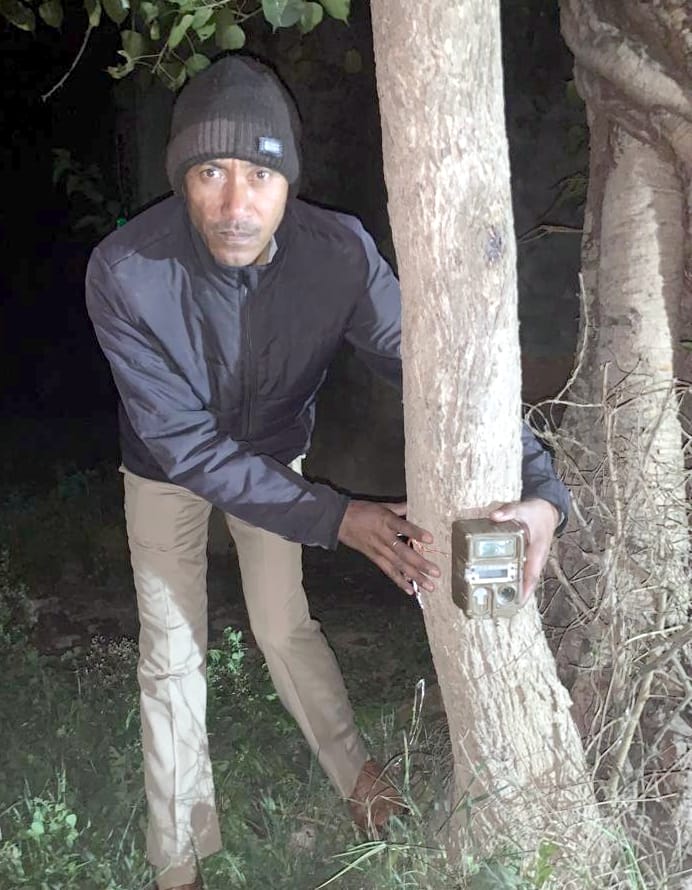 Two cages, four trap cameras, still caught