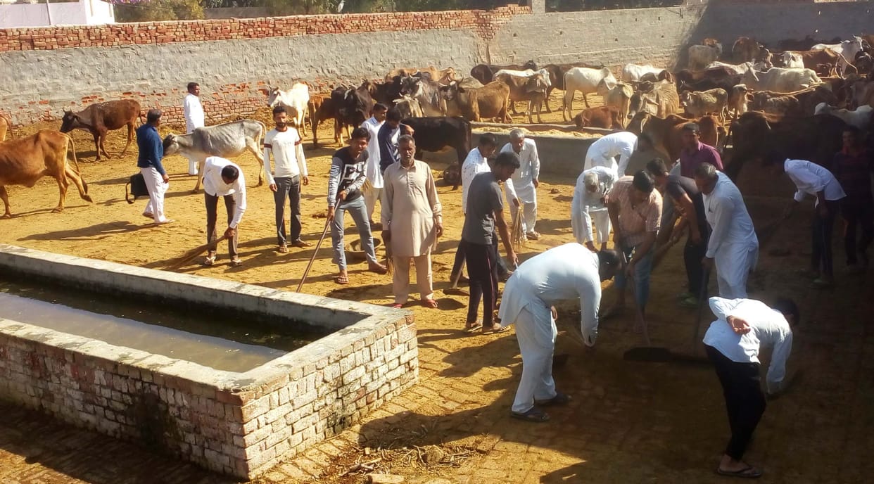 The morning of the villagers of Nuhianwali begins with Goseva: Geeta had donated six acres of land for the Gaushala, then Satpal had abandoned the house.