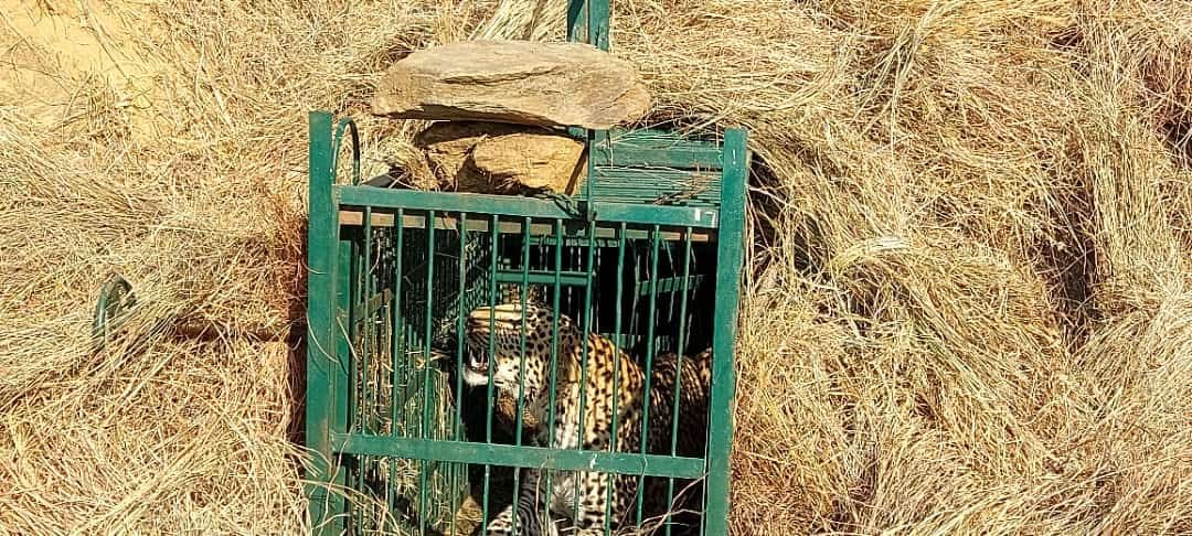 Leopard Tiger Panic Almora Bageshwar
