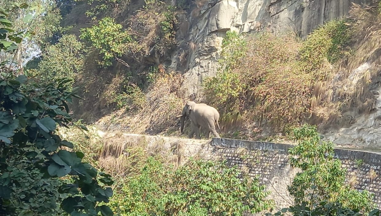 Elephants trample hundreds of bighas of sugarcane crop in Harewali