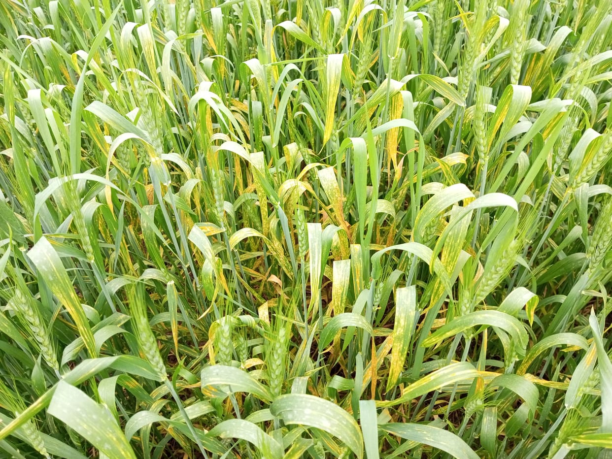 Wheat crop destroyed 30 percent in the district due to yellow rust