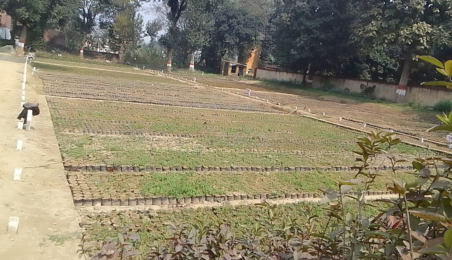 plant nurssury gonda