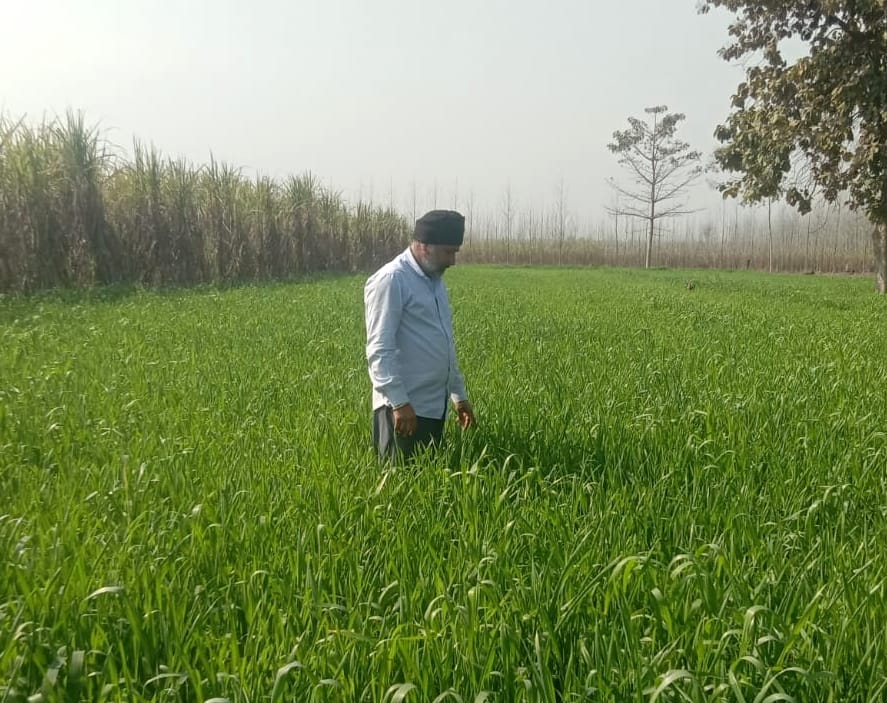 Farmers cultivating black wheat in the field