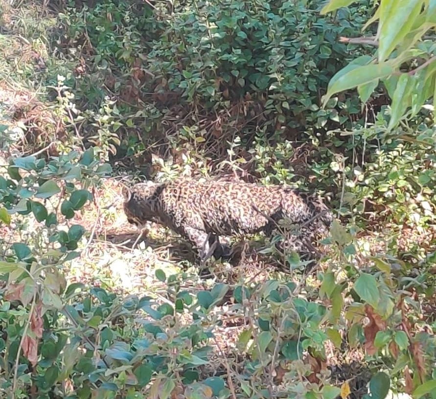 Injured leopard reached among the population in Golne village, panic among people