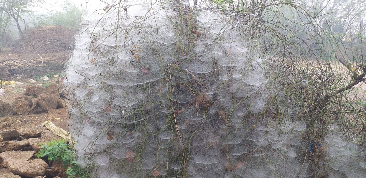 Fog stopped the speed of vehicles, fog beneficial for crops