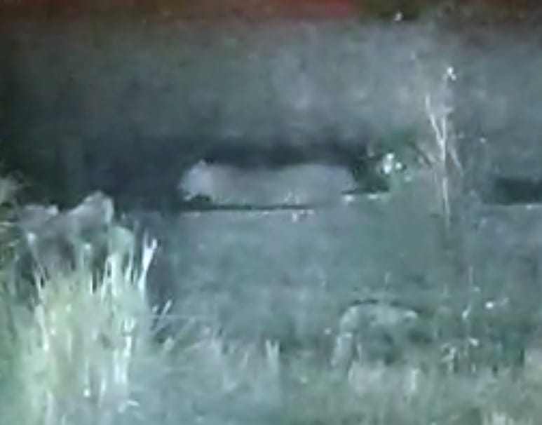Guldar seen on Kotwali road, video viral
