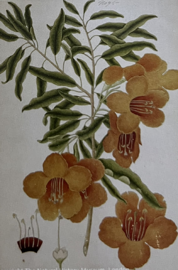Pictures of Company Bagh adorning London's Natural History Museum