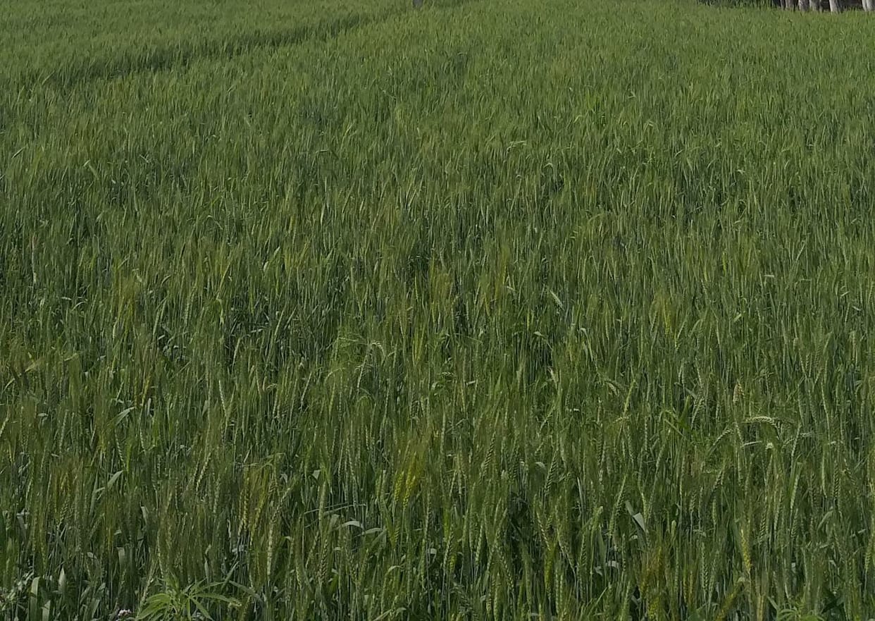 Rising temperature, danger bell for wheat