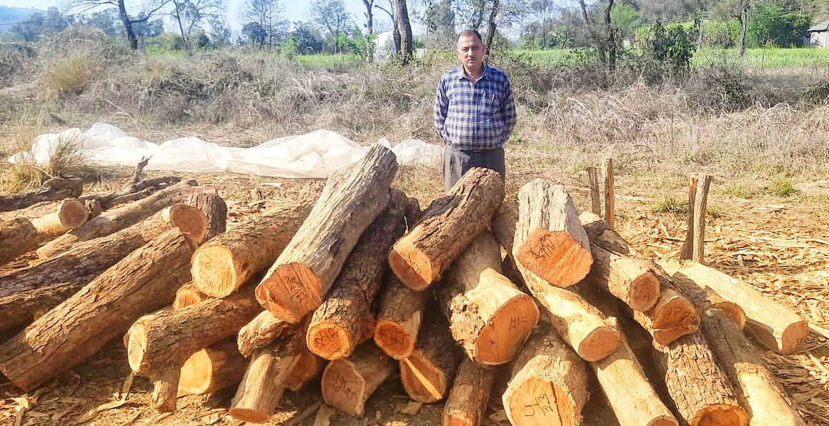 Now 9 trees of Khair cut from government land in Muchali