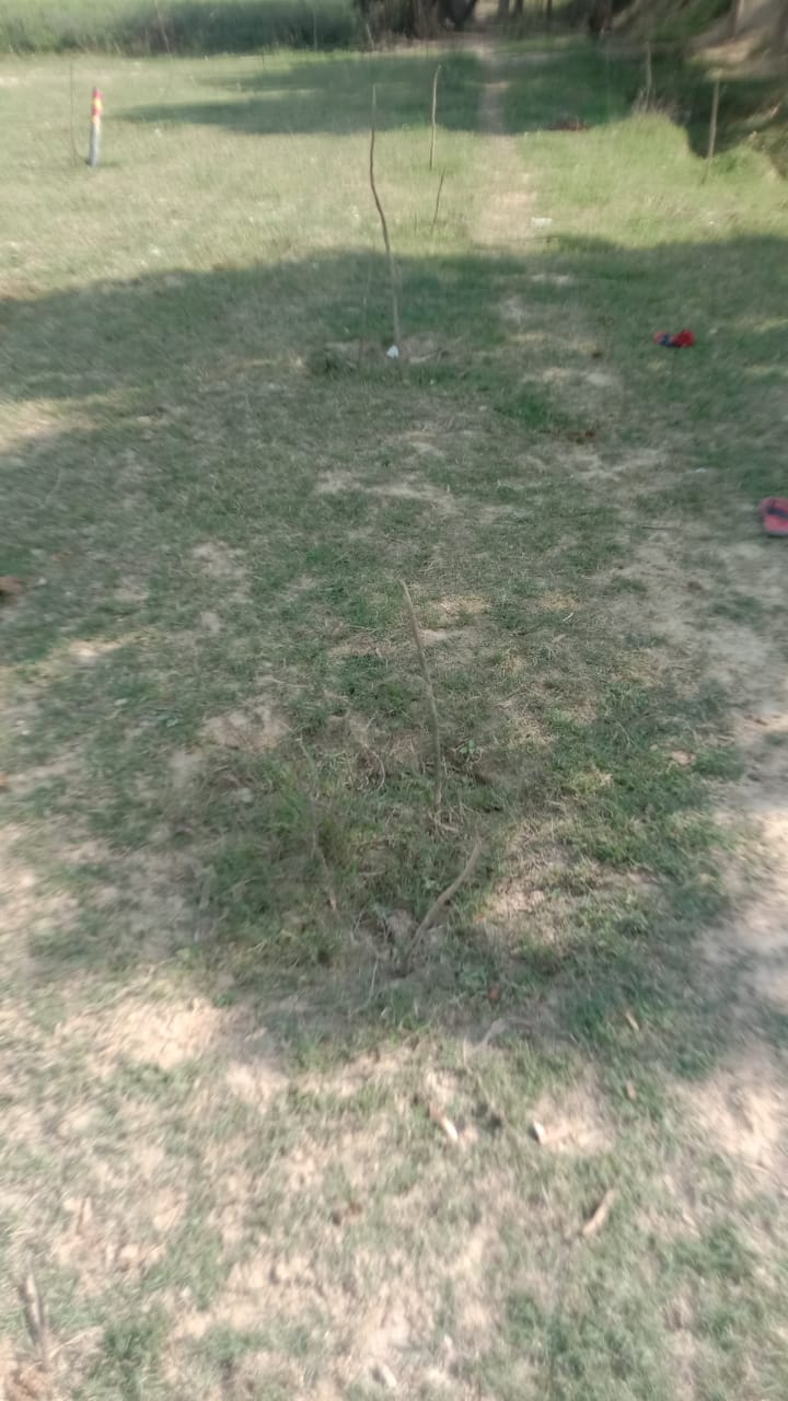Couldn't keep it alive even after spending three lakhs... 16 thousand plants died