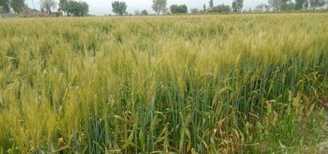 Farmers worried due to increase in weather