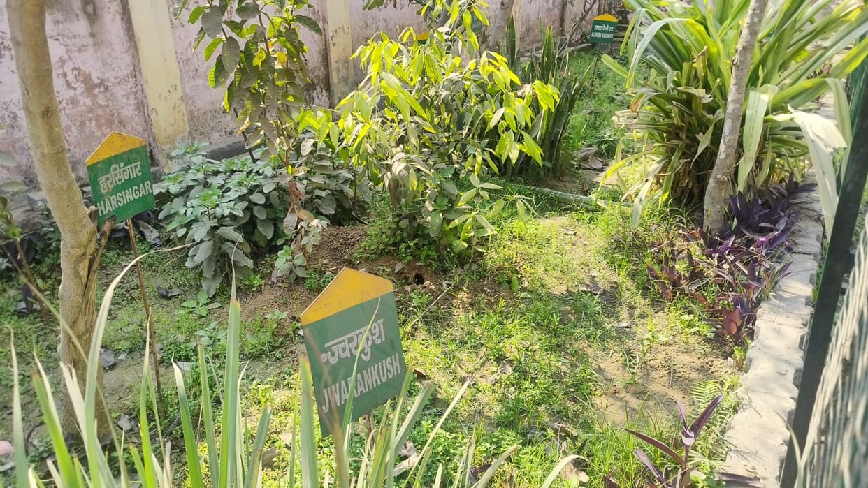 Medicinal plants planted in herbal garden