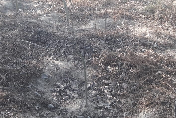 Could not nurture old plants, now will plant millions again