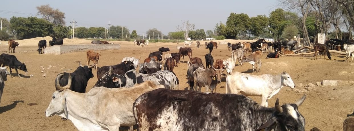 Tin sheds are not installed in cowsheds, cows will bear the heat in the sun