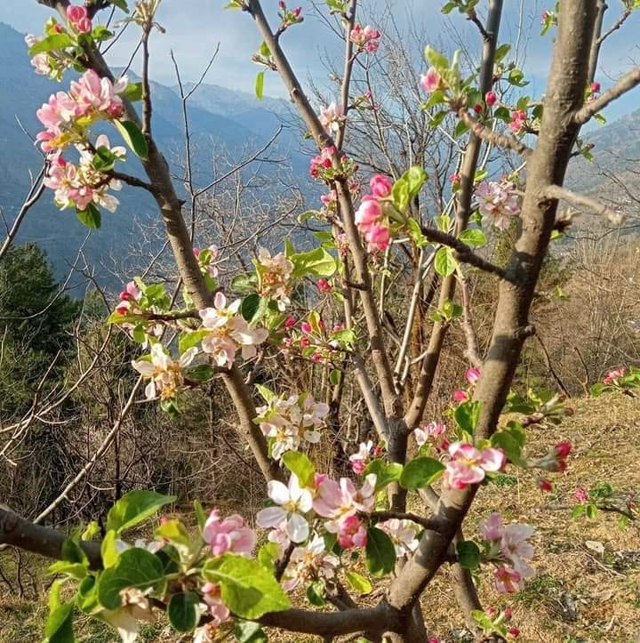 Effect of less snowfall, apple plants start flowering after plum