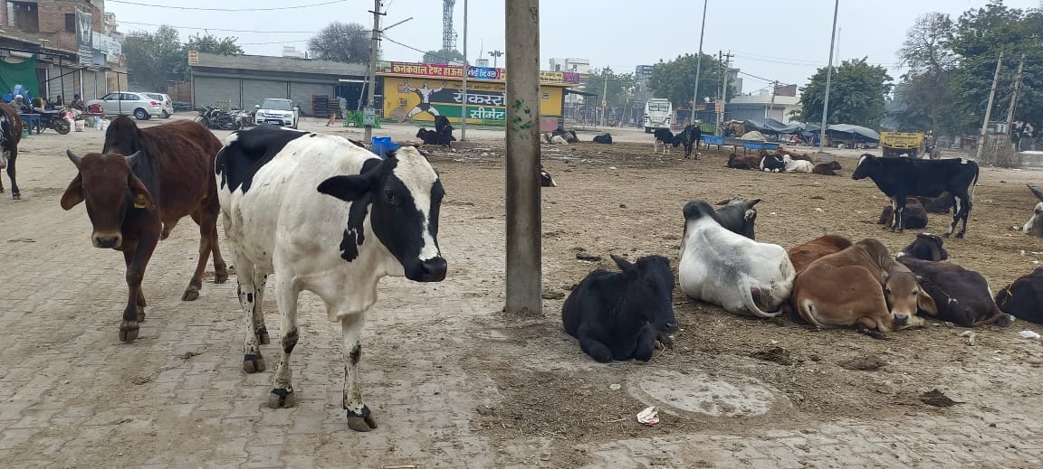 There is a gathering of destitute animals at the square intersections
People said - the administration has declared the district on paper as cattle free