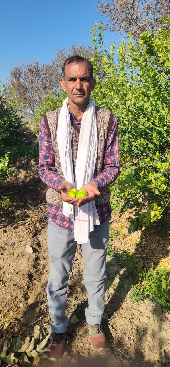 Farmers can earn up to two lakh rupees per acre from lemon orchard