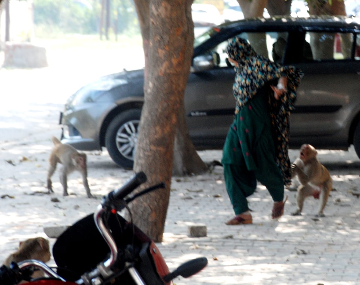 Terror of monkeys in district hospital, attacking patients