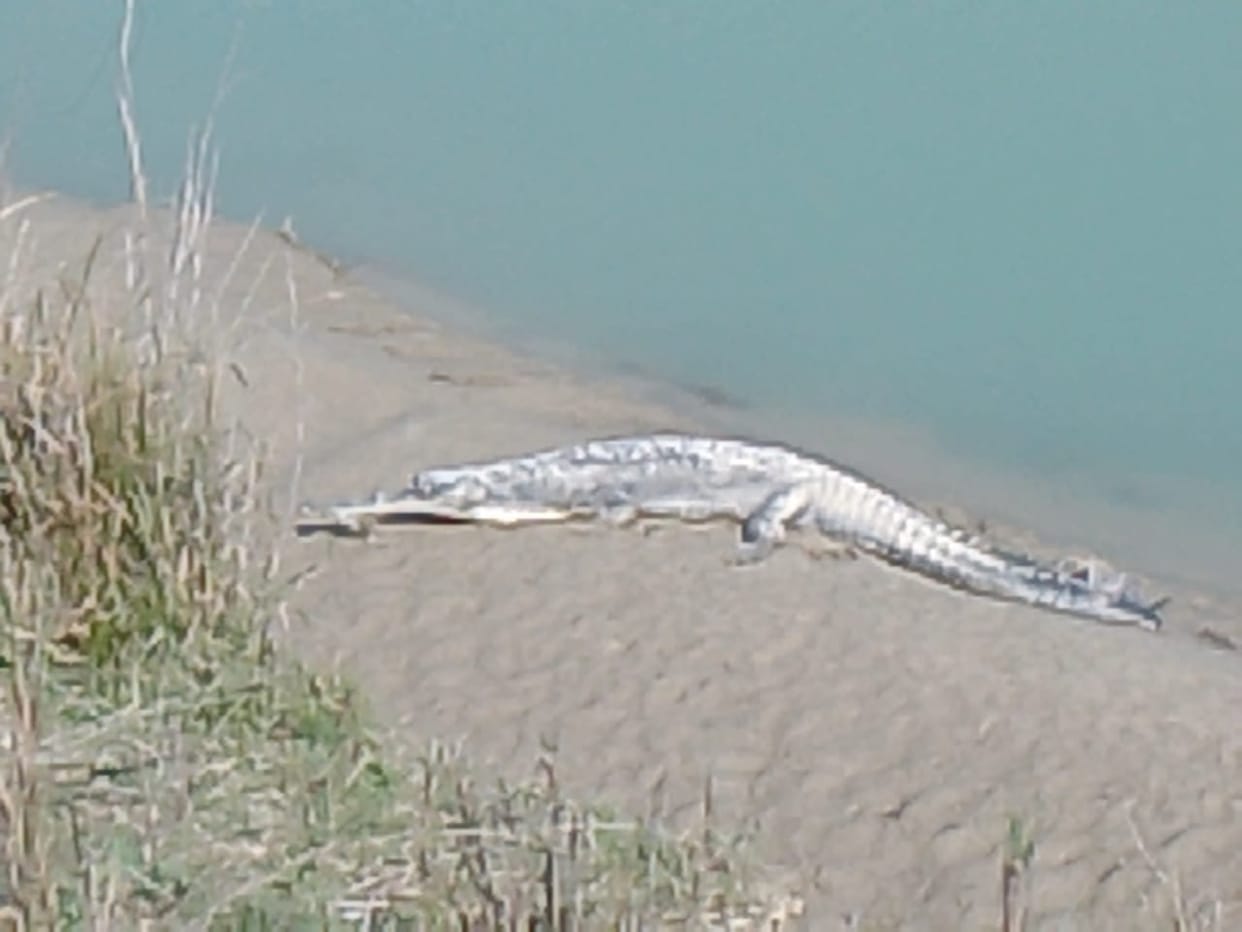Gharials camp in Saryu canal, panic among villagers