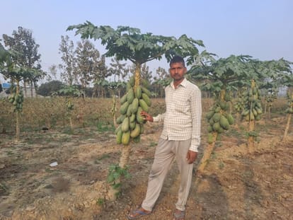 पपीता की खेती दिखाते तरकुलवा के कैथवलिया निवासी किसान जय सिंह।संवाद