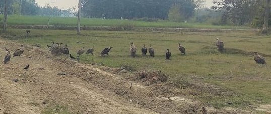 A herd of vultures was seen near Chhapwa village