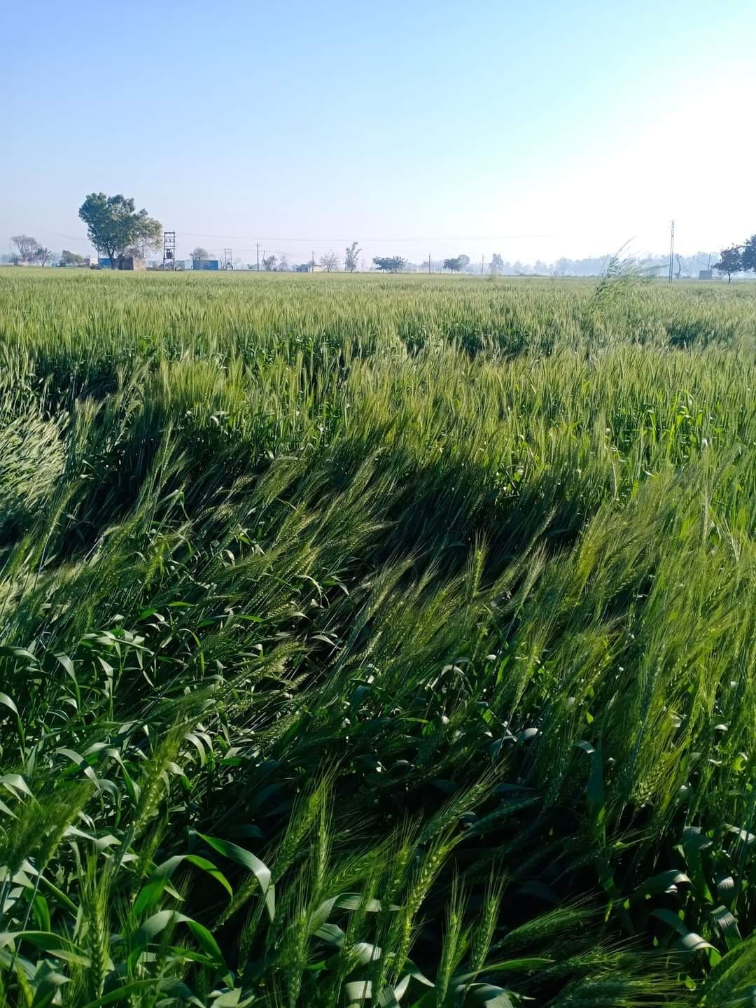 Farmers, wheat and mustard crops damaged due to strong winds