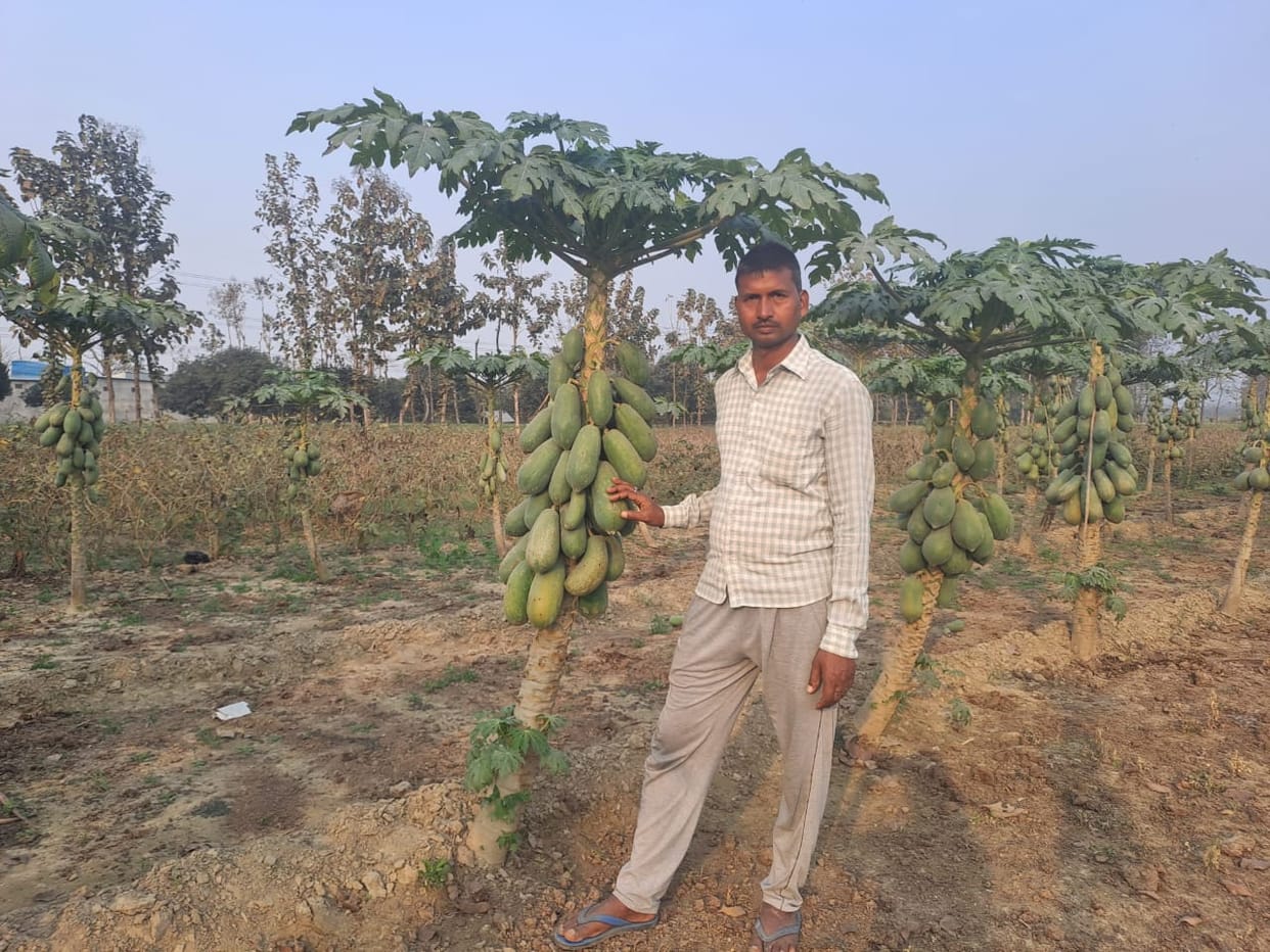 try papaya cultivation for more profit
