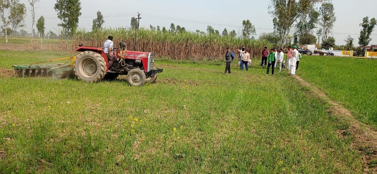 Troubled by stray cattle, the farmer plowed 15 bighas of wheat crop