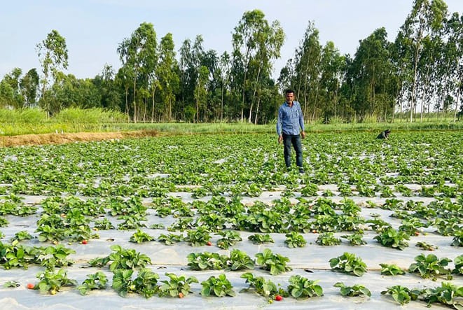 Strawberry cultivation is pleasing to the farmers of the district