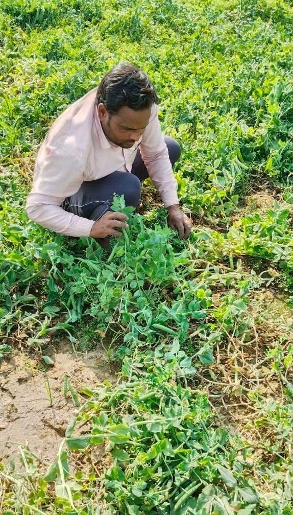 Pea farming changed the fate of farmer Bhola