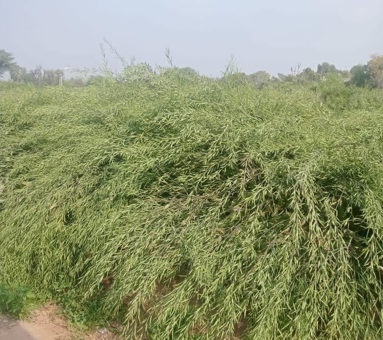 Fall in temperature due to rain, fear of damage to mustard crop