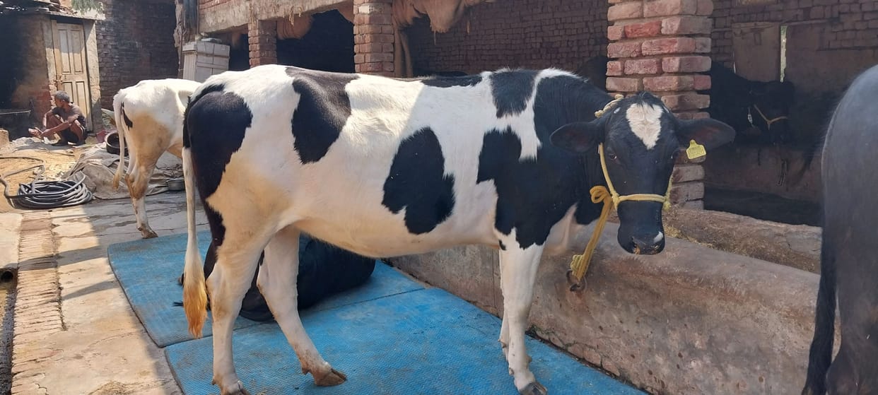 Municipal council launches survey for registration of dairy operators
