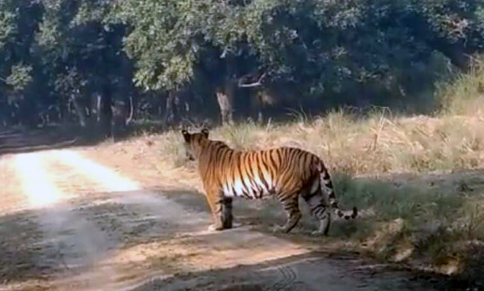 ... and suddenly the tiger came in front of the gypsy