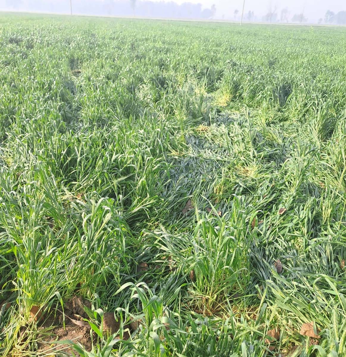 Khutar Range: Somewhere elephants are trampling crops, somewhere farmers are in fear of tigers