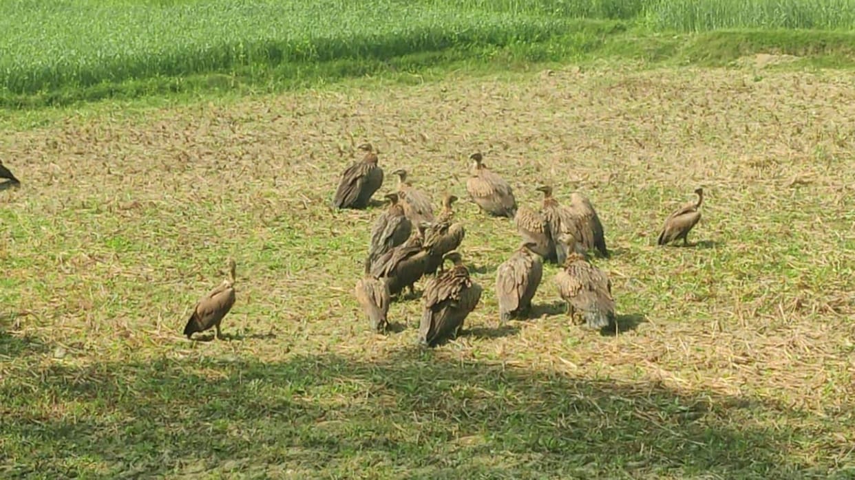 voulture found in bhinga