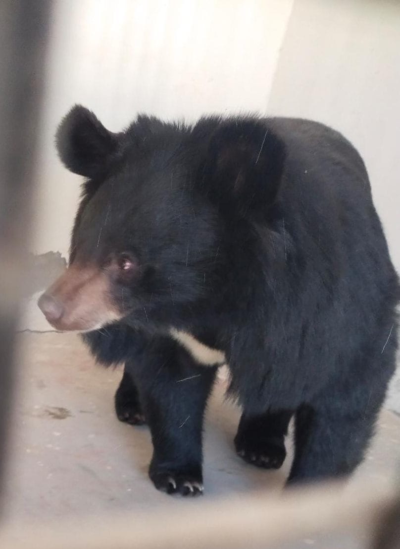 Tourists will now be able to see bears in the miniature zoo