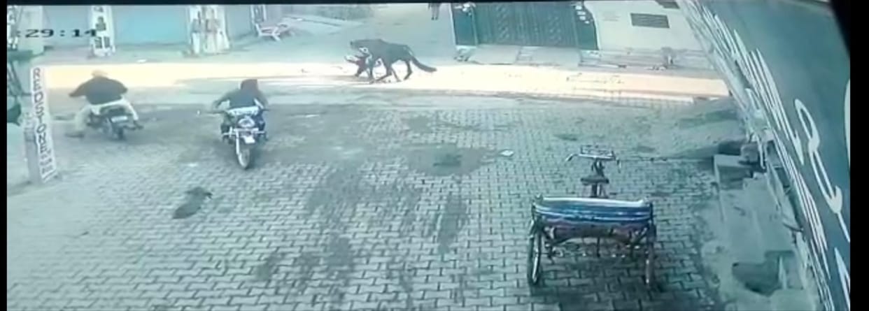 The woman was injured by being trampled by a mule